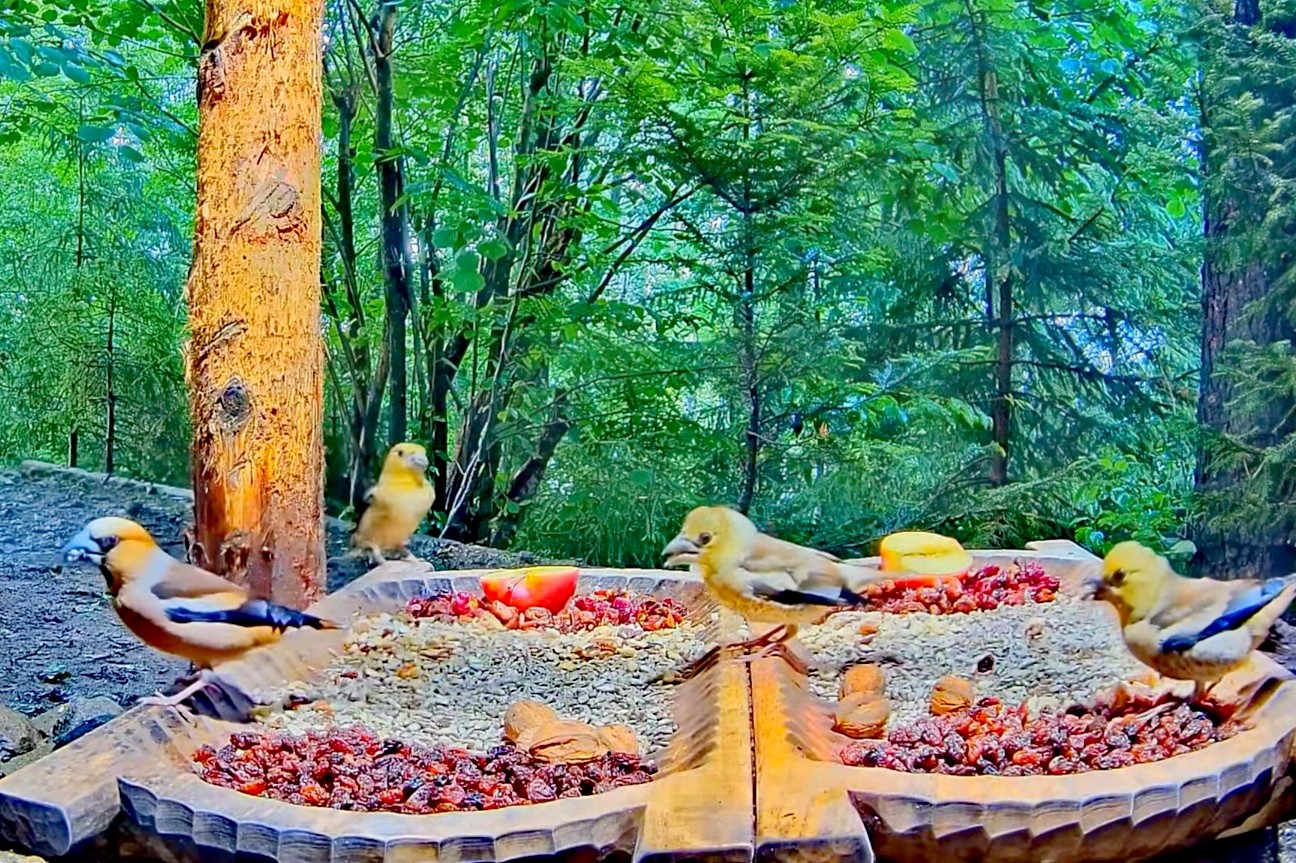 livebirdspoland_da78bea2cea10c6f8e1aaa9de9e3398a.jpg