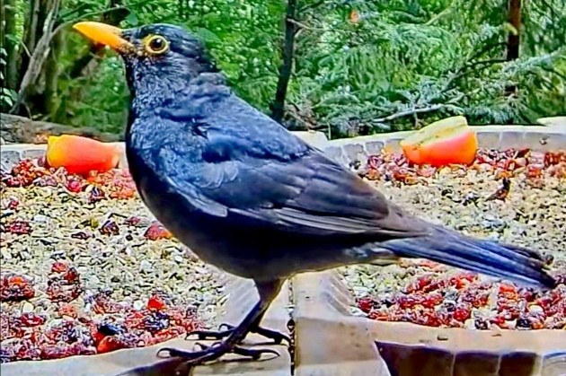 livebirdspoland_8ba8a4ea15c53575c81c76b59959b0ad.jpg