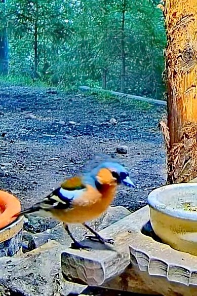 livebirdspoland_2245b49d5cf6e67c01c1c6d988317446.jpg