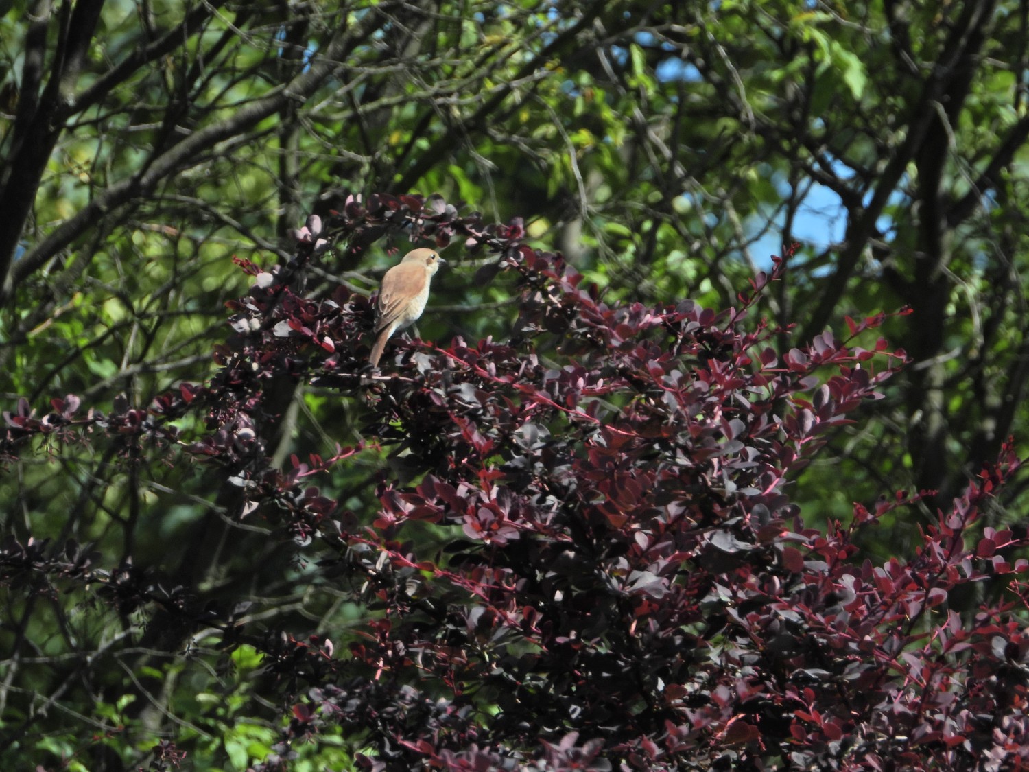 livebirdspoland_f193facf3e2c09d8d4eb1a03278bcfe2.jpg