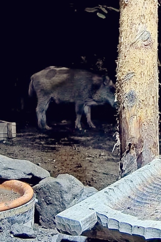 livebirdspoland_efbe8120903a84276ab0471c2b8f3984.jpg