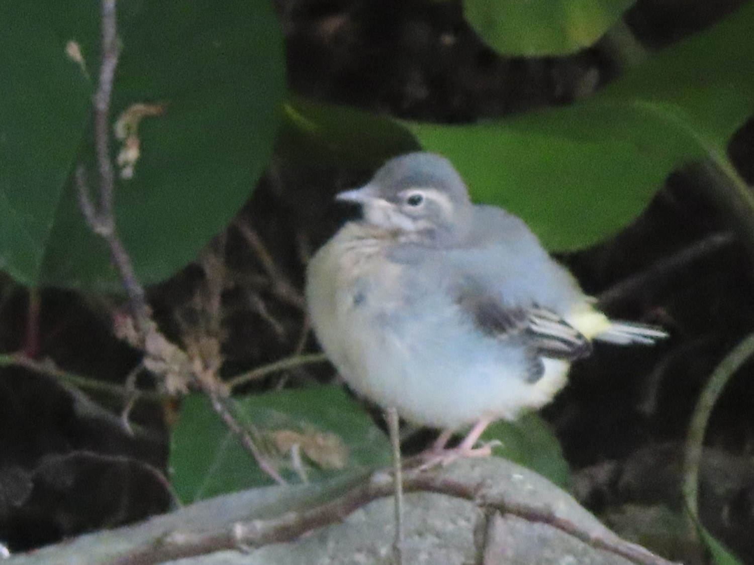 livebirdspoland_ada1857c4c5973b2ad0cbc0e032a03be.jpg