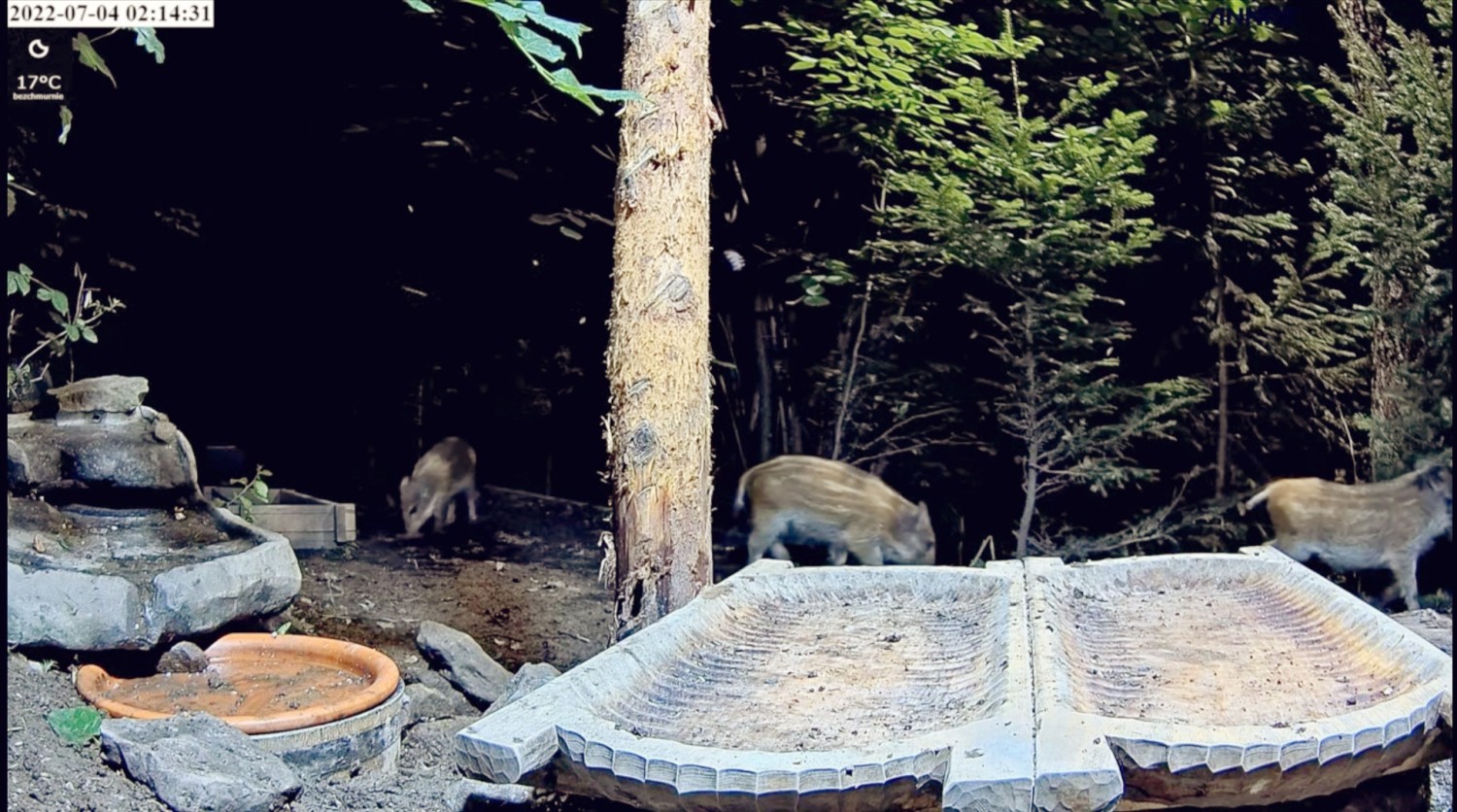 livebirdspoland_4d80dda881ce5f2c74c84e22c2d54a79.jpg