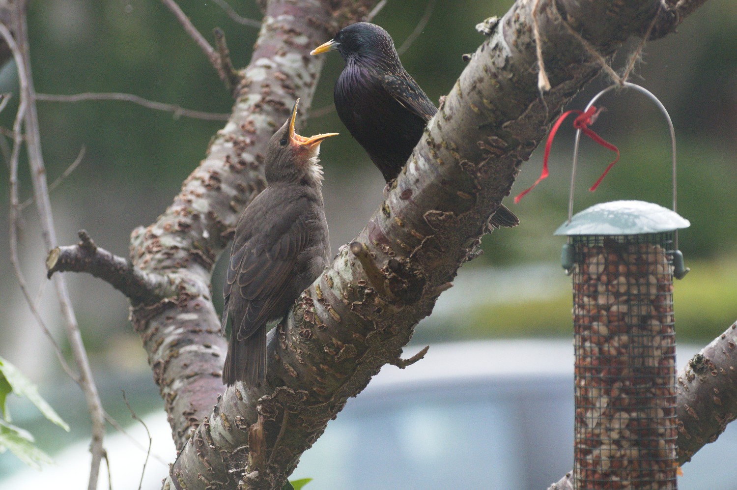 livebirdspoland_731c3775b2922c9e24a13441f9106e1e.jpg