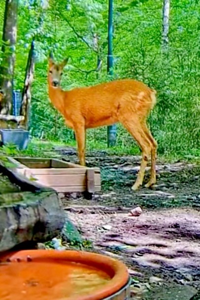 livebirdspoland_c5526425482367a967c13702d7242c8e.jpg