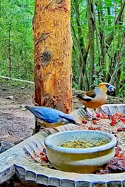 livebirdspoland_5595d05d39140b99ade9b0eb0698d558.jpg