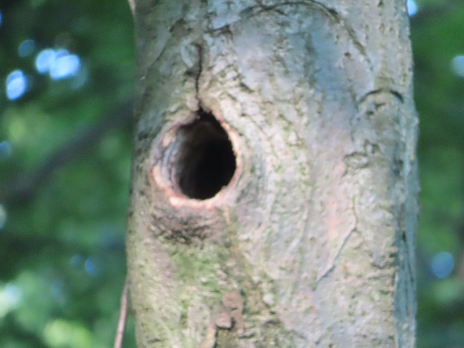 livebirdspoland_82003ef926bda03c9b51aadabf77664e.jpg