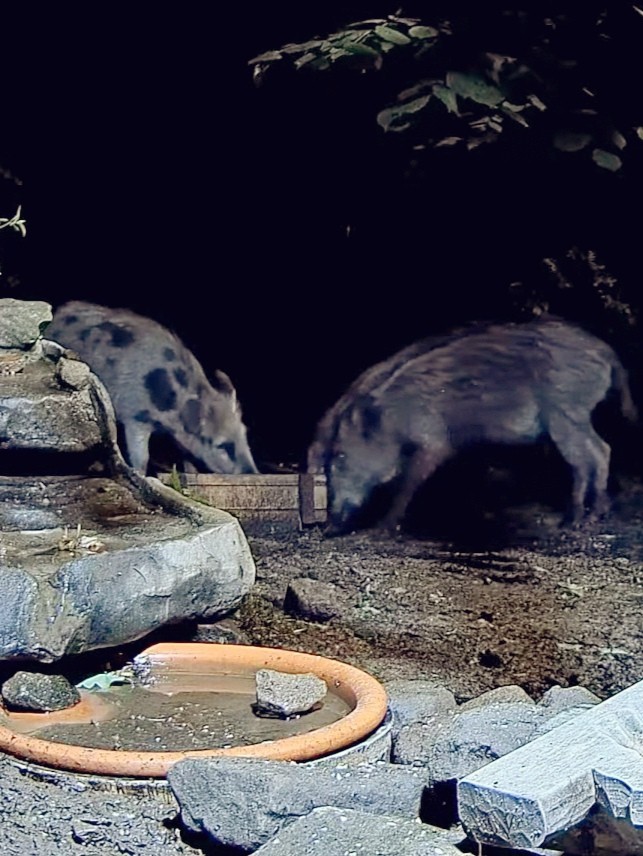 livebirdspoland_91b4704b3f4e306d0f97bc124bac1224.jpg