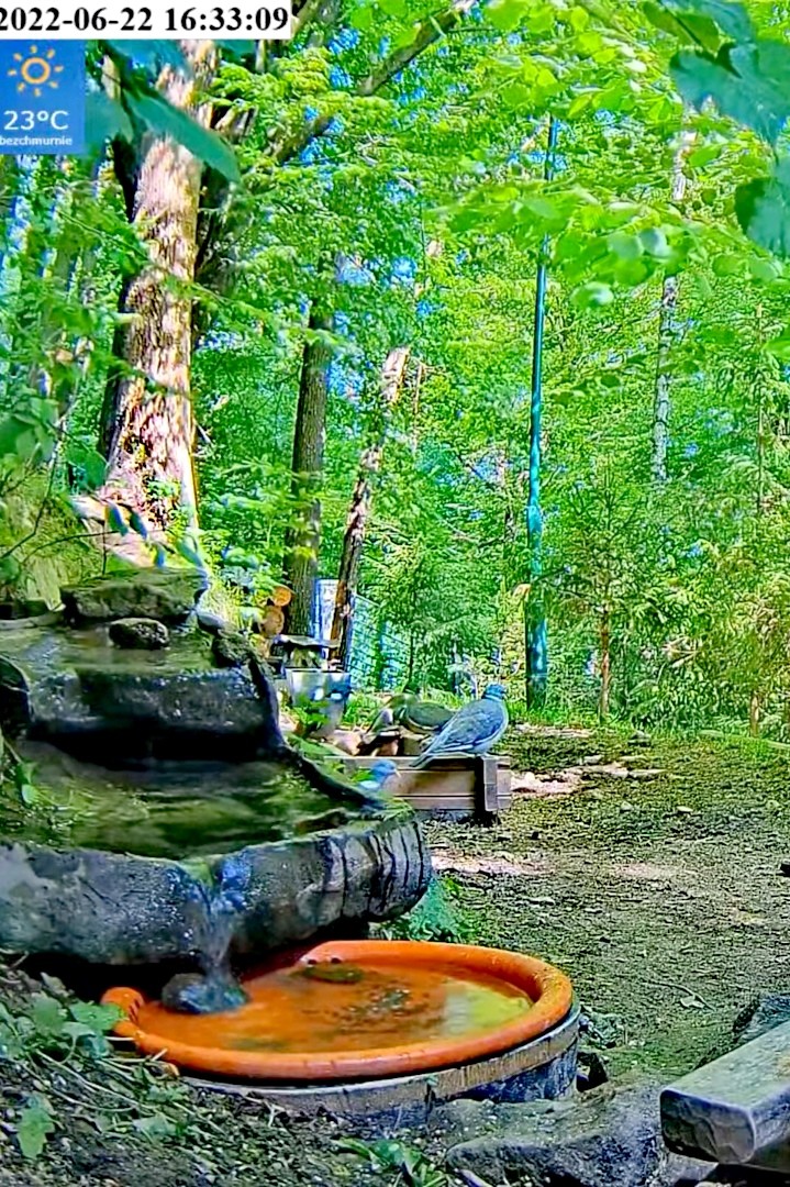 livebirdspoland_bb9b545affe13fbd0ec3cfa71d04c23c.jpg