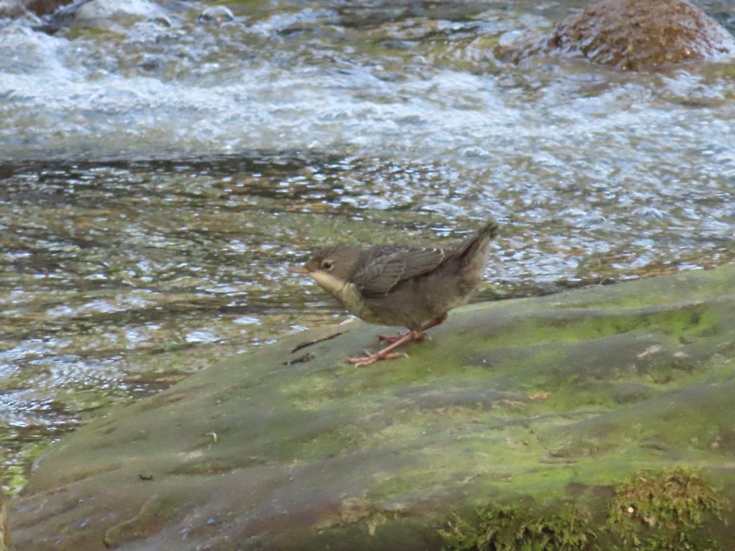 livebirdspoland_f188f826e7adfc061737bddfba142e61.jpg