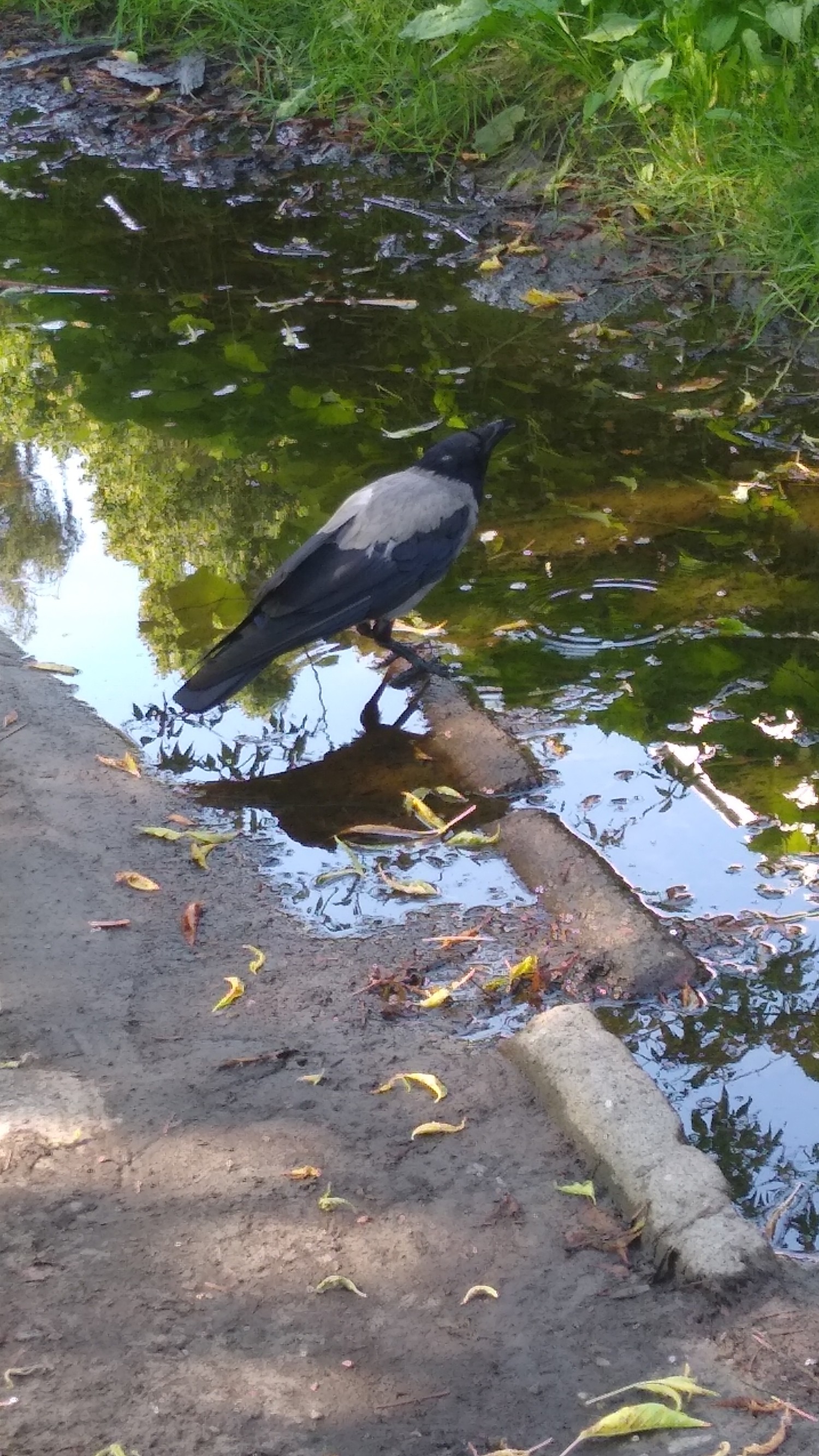 livebirdspoland_6d04bb9ec5a85690b668dd89f8d9d757.jpg