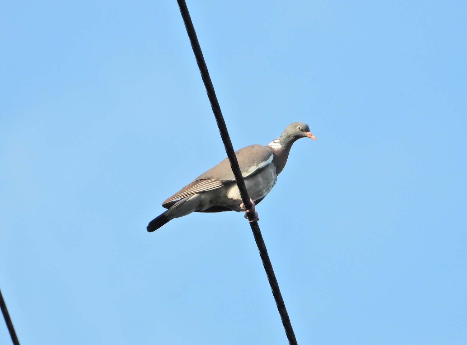 livebirdspoland_32bfd81960e67af335a2f7586b7e6301.jpg