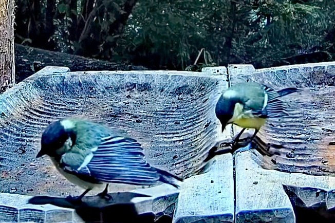 livebirdspoland_0cfab49f86c5940f72683a9d7ee83164.jpg