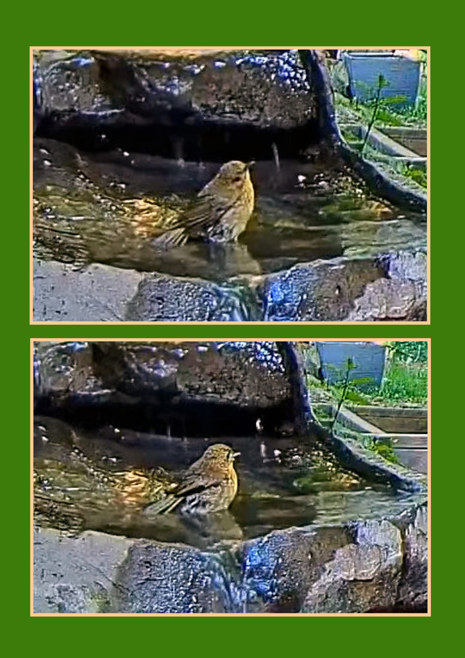 livebirdspoland_a43162e9e274b47054ae72b30b75a241.jpg