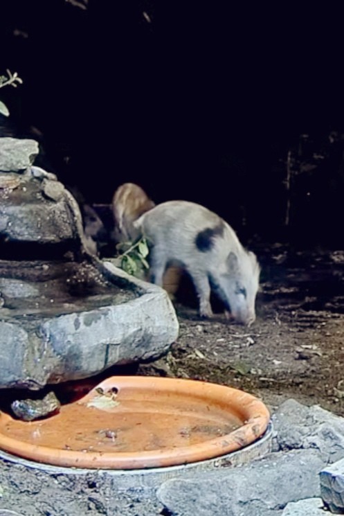 livebirdspoland_c9010d95d0f727d58ff471d1716b0ae7.jpg