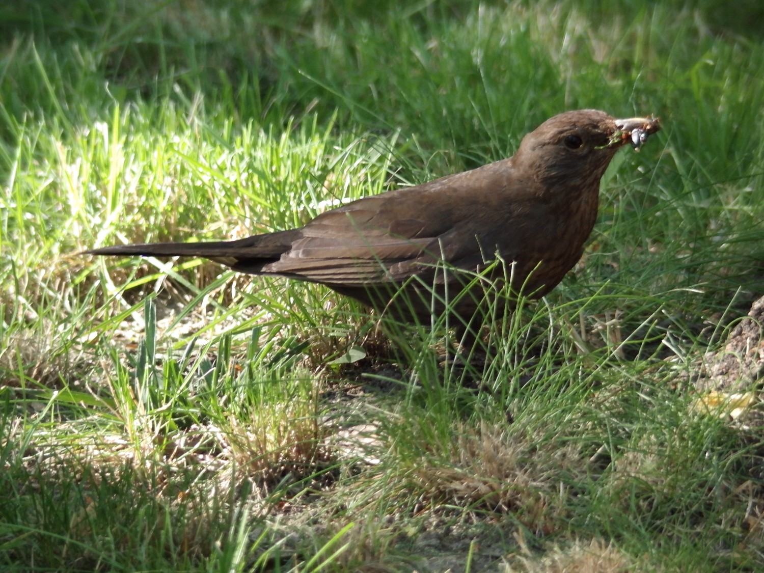 livebirdspoland_83288a3efc6ec026a3c524f910ece2a4.jpg