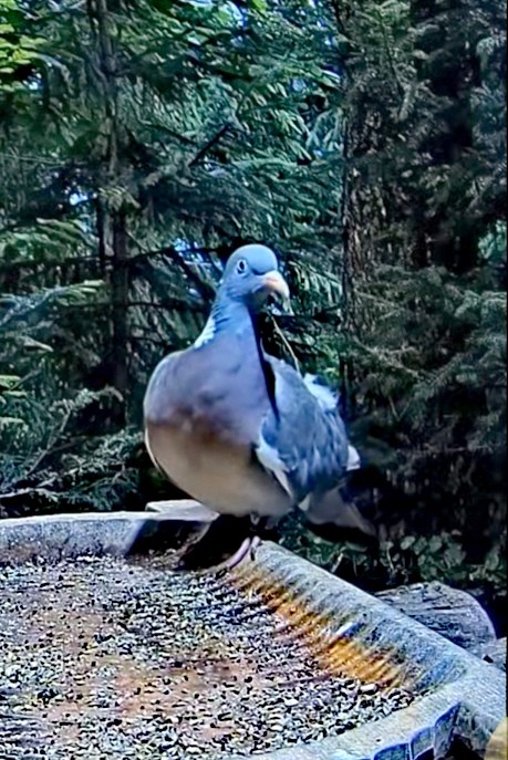 livebirdspoland_2497078366efcc9badff8b813e2f36fb.jpg