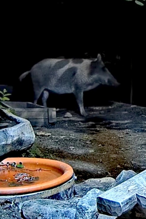 livebirdspoland_8c4c97d49f9c7255c90d426d87260566.jpg