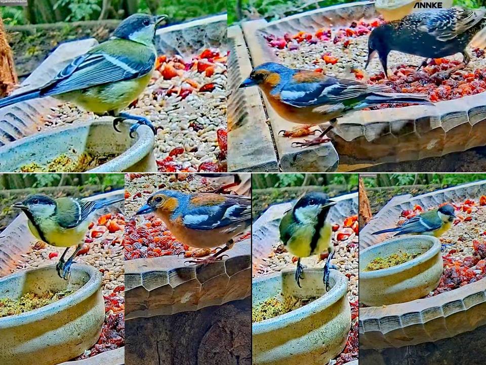 livebirdspoland_7baeb67b1d11c50d9edf817a8be5142d.jpg