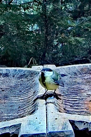 livebirdspoland_b97e649fa82f5ae64a36abd45f3bff1d.jpg