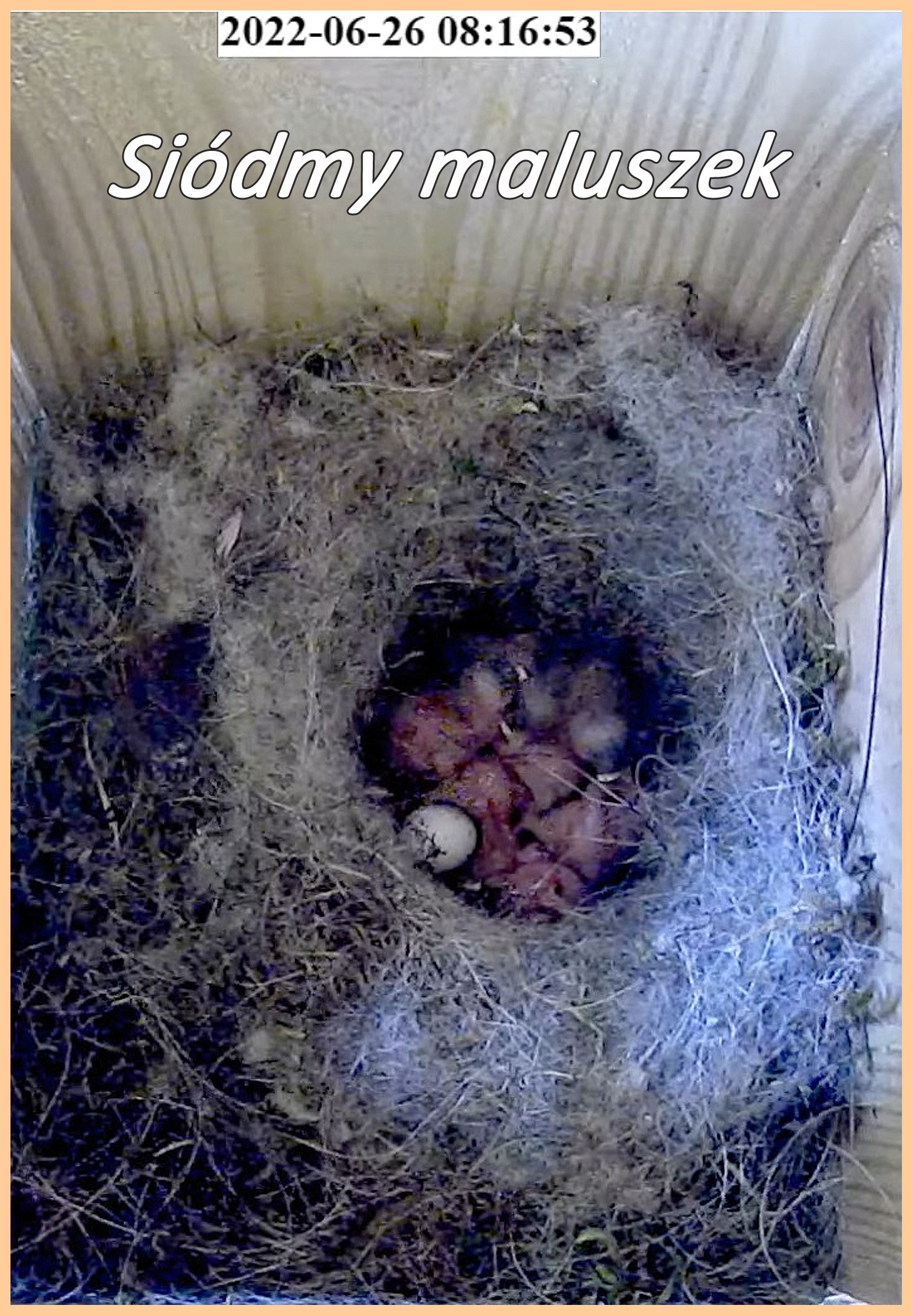 livebirdspoland_6af9ffddf69ab153c2d400739f12caee.jpg