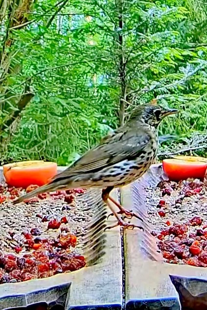 livebirdspoland_80bd9601ee2ba47735e88f89c2d5530d.jpg