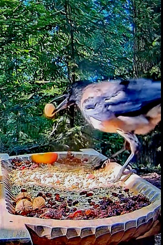 livebirdspoland_2705e488d5dabf52349154e285c7af2f.jpg