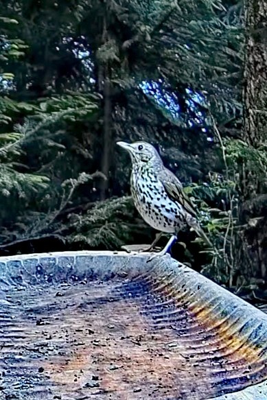 livebirdspoland_a46858a60f9baa9ed3fbc2cc3c3bdae4.jpg