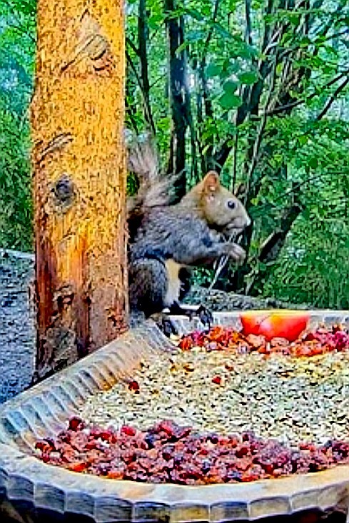 livebirdspoland_fb97638f96ed5c001ef3800ce8f93647.jpg