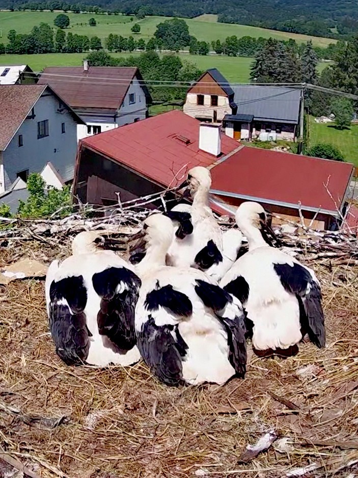 livebirdspoland_6fad7a5911cb20c90004238e6b6d4064.jpg