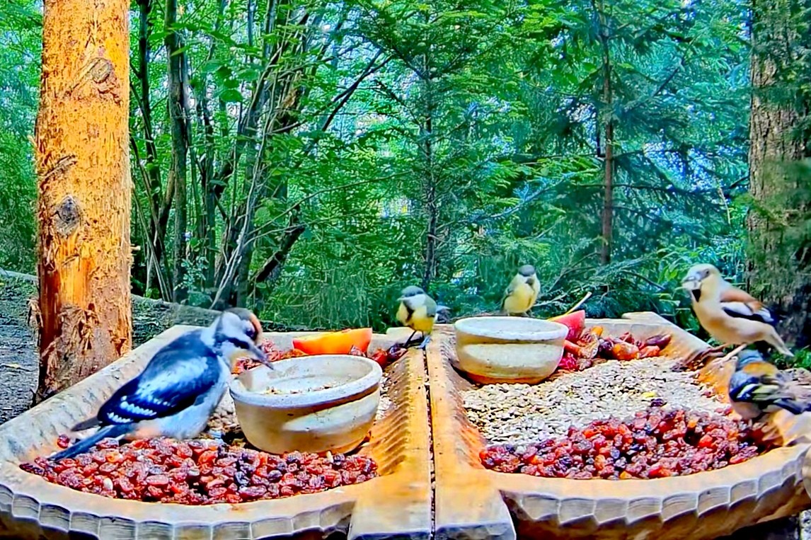 livebirdspoland_fb7160ba9d00d373faedab6ce102c836.jpg