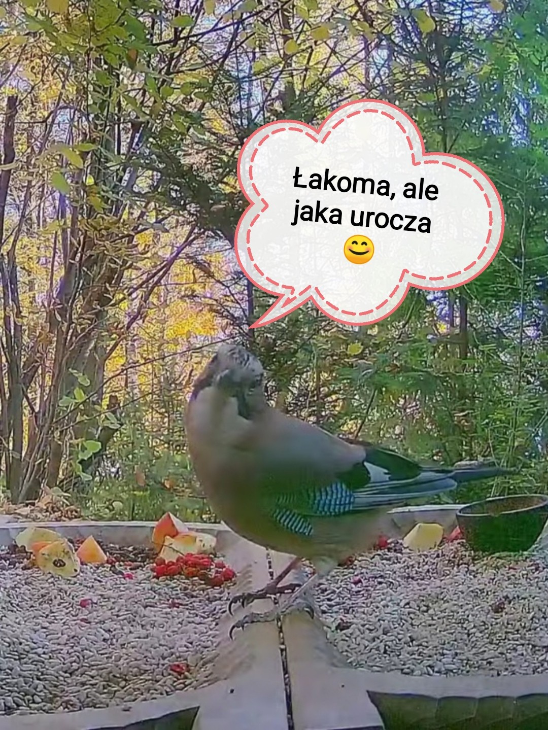 livebirdspoland_fab2b2e3420a1b69488115a43573a19e.jpg