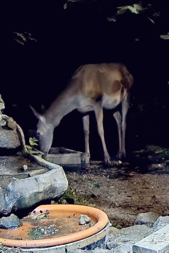 livebirdspoland_a546dcbbb212fe9f1f083d40cbc66d92.jpg
