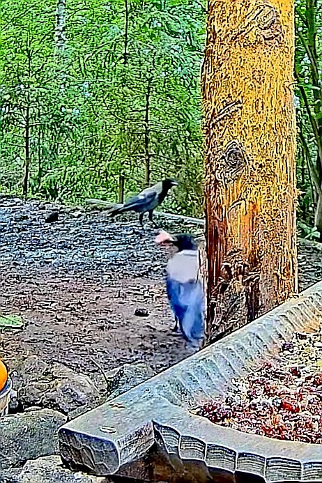 livebirdspoland_070207b41ea95931094b795fac28a597.jpg