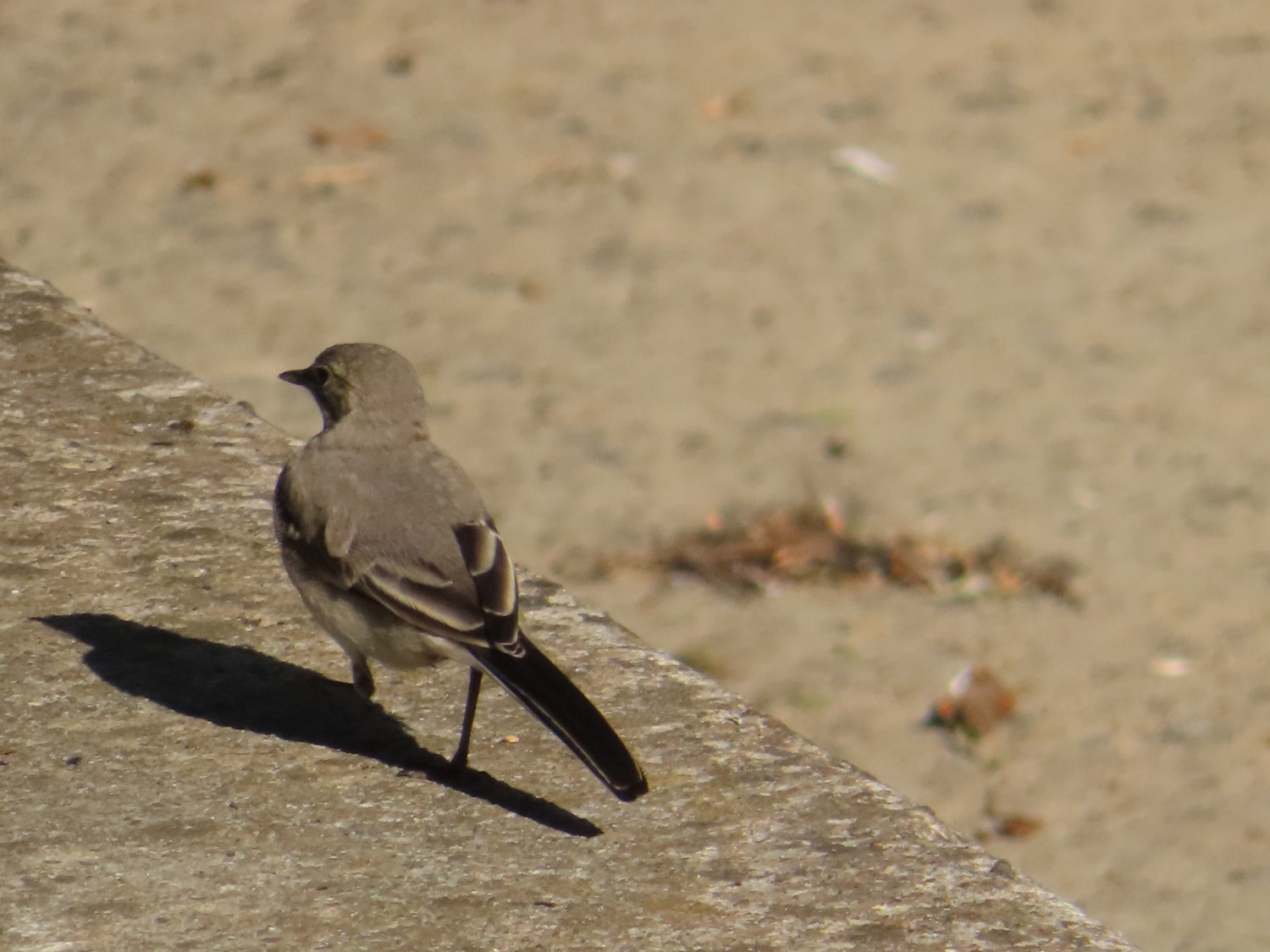 livebirdspoland_8e942465287ff40c4e9b9c3440a853d2.jpg