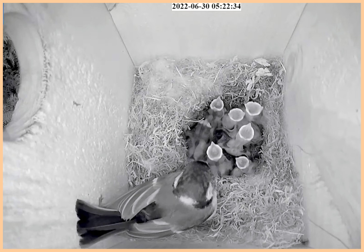 livebirdspoland_6b095978e9d0e5e9a4f5ba6cee371dbf.jpg