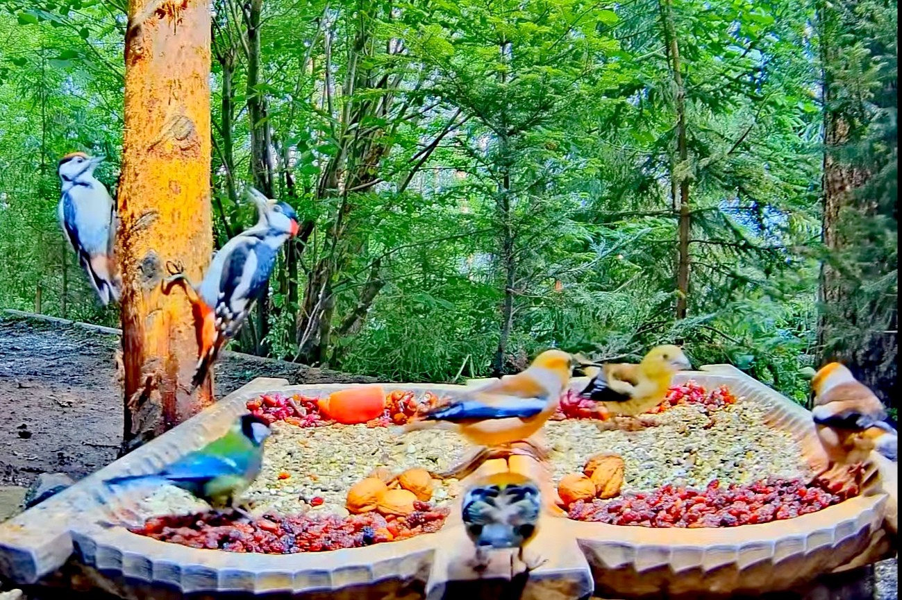 livebirdspoland_39276cb9644e7611ff93af9559f9a1eb.jpg