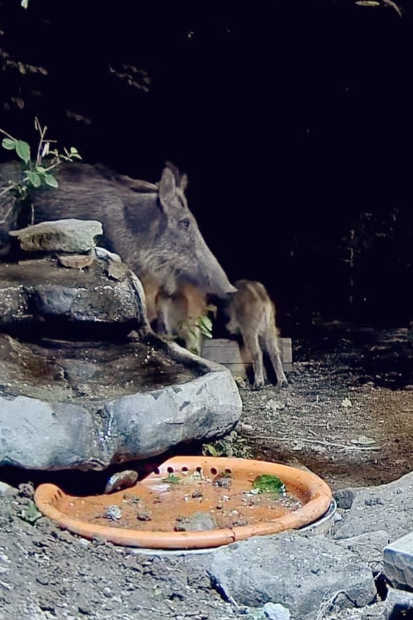 livebirdspoland_c4e468b94d5f2e69832d8005508b488c.jpg