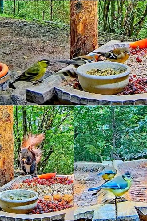 livebirdspoland_25c05d063d2d23af1a6d48759ef50b17.jpg