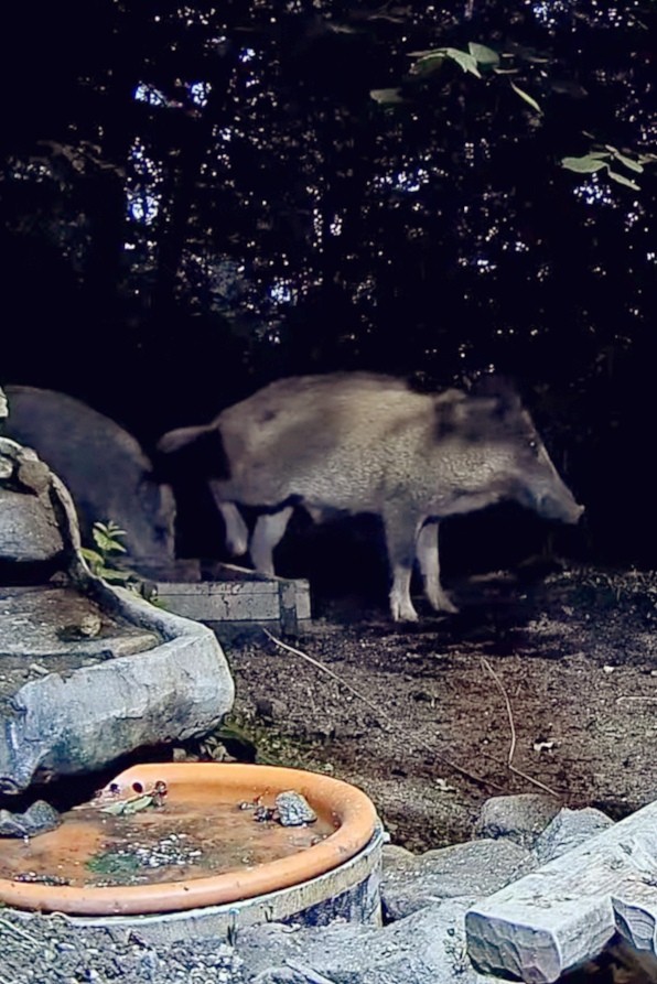 livebirdspoland_69002d53c74aa9ab521046071de3075c.jpg