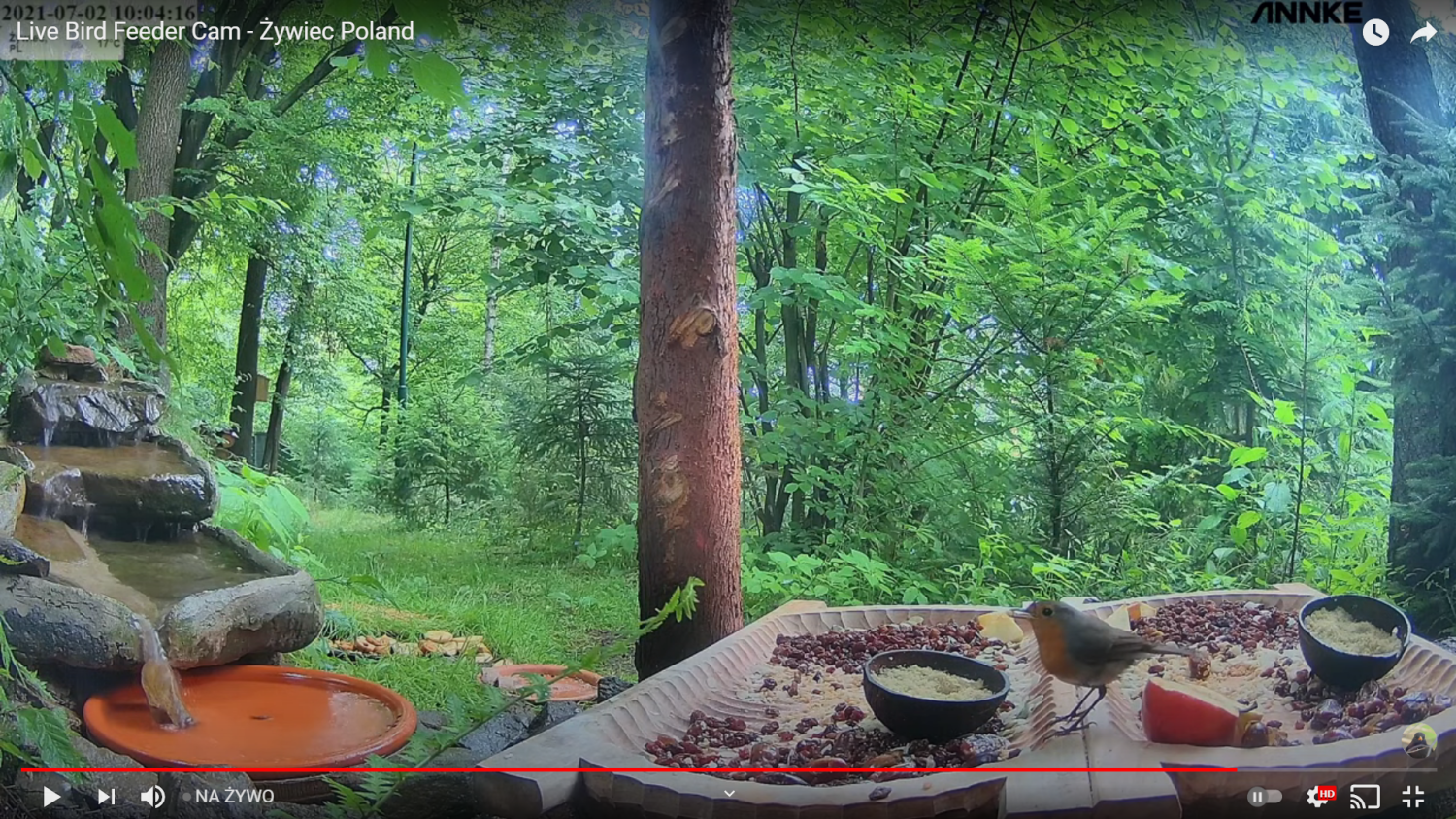 livebirdspoland_4597397c450efa3103ffcece931d508d.png