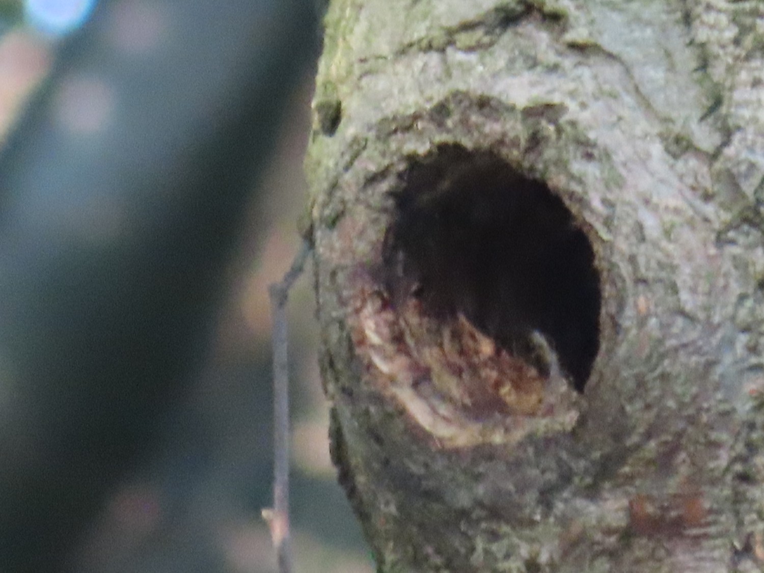 livebirdspoland_67b95a07581217b8182ba163e831cdc9.jpg