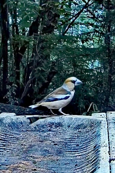 livebirdspoland_ec8c9251c2175d2f6b34e2ec8f90b6d7.jpg