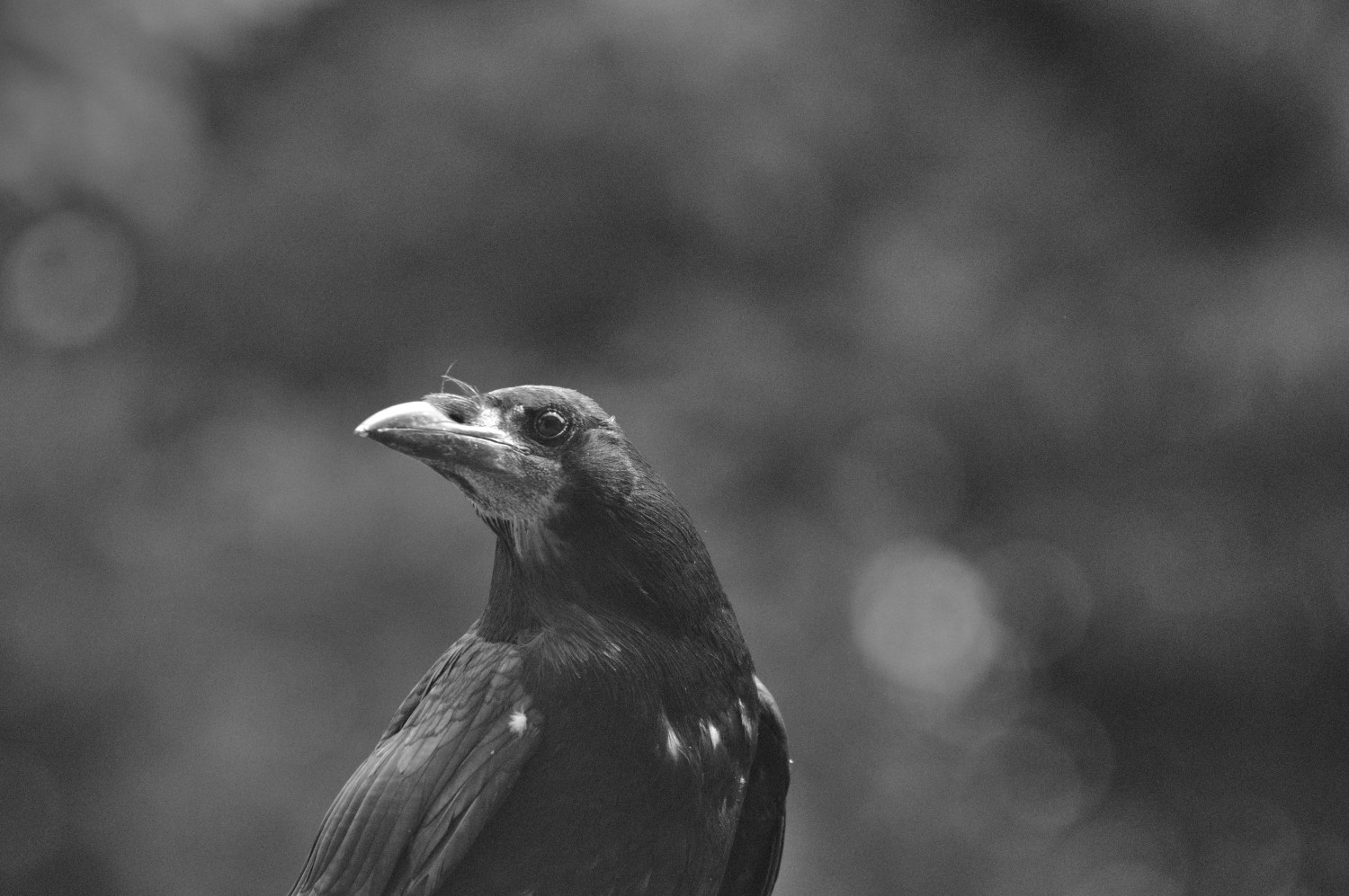 livebirdspoland_12376ea64d43a0bccab4df7cf2acb01f.jpg
