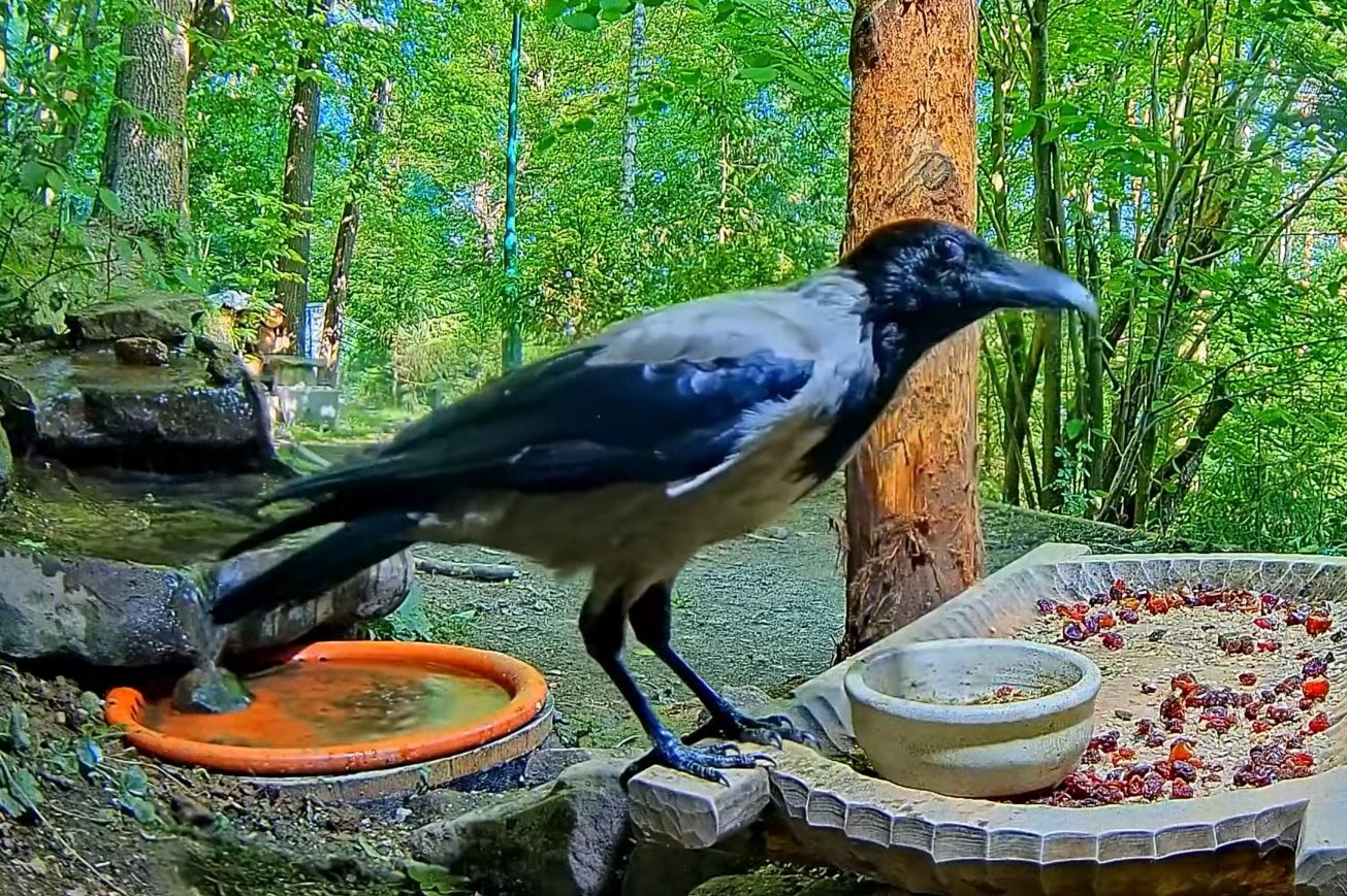 livebirdspoland_8c3c531b101242bd270898b776948e24.jpg