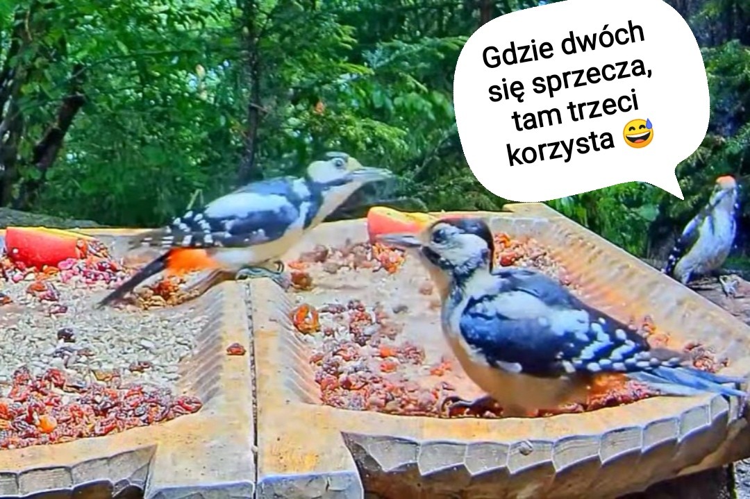 livebirdspoland_e01752f8f7c78877856b714a9ae90ac2.jpg