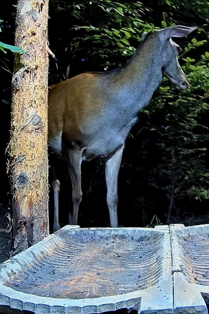 livebirdspoland_e4559bf7ec0e7b6e812b48544785ae3c.jpg