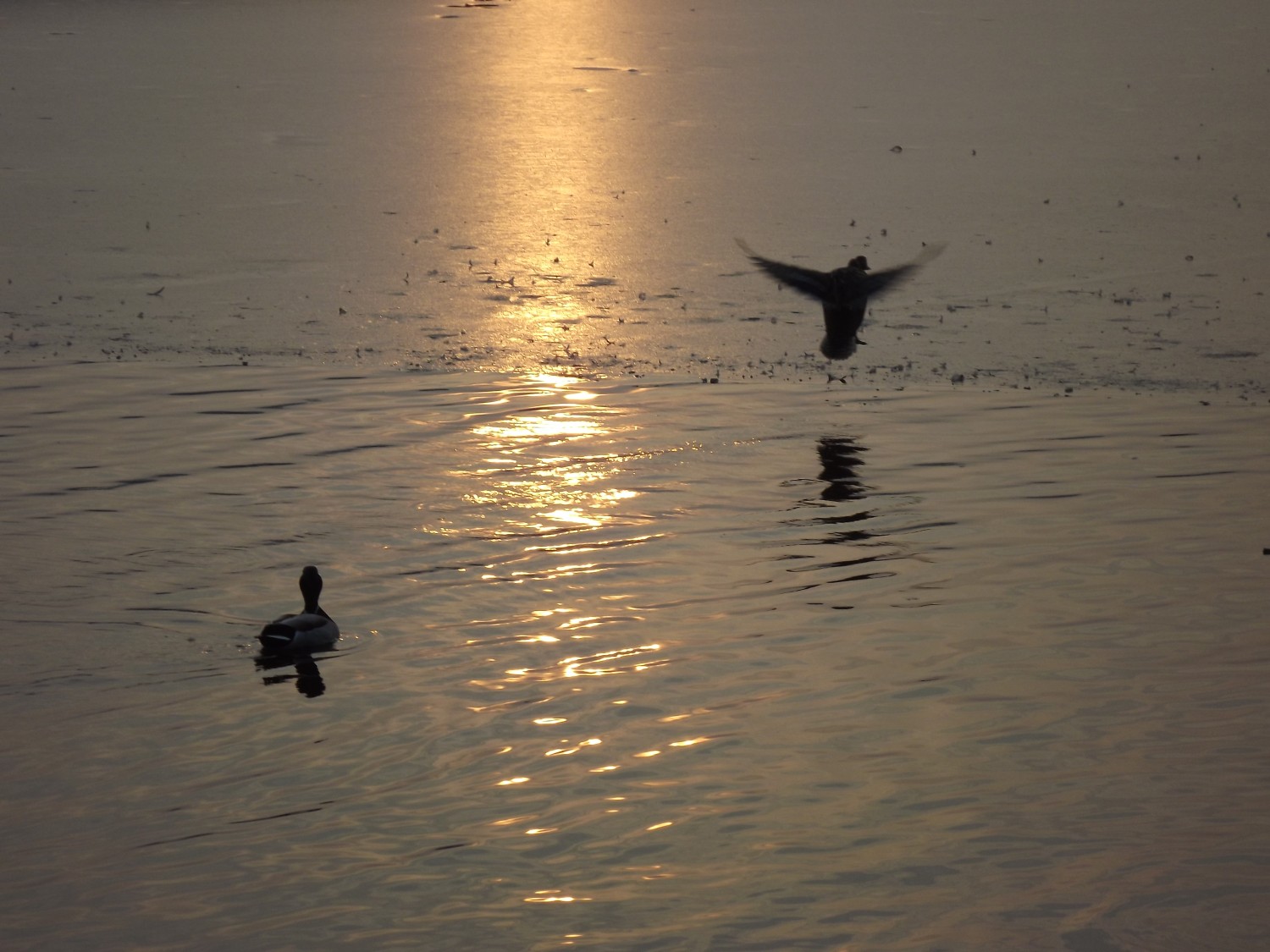 livebirdspoland_d3aa138efa1f963074224bfee962b89c.jpg