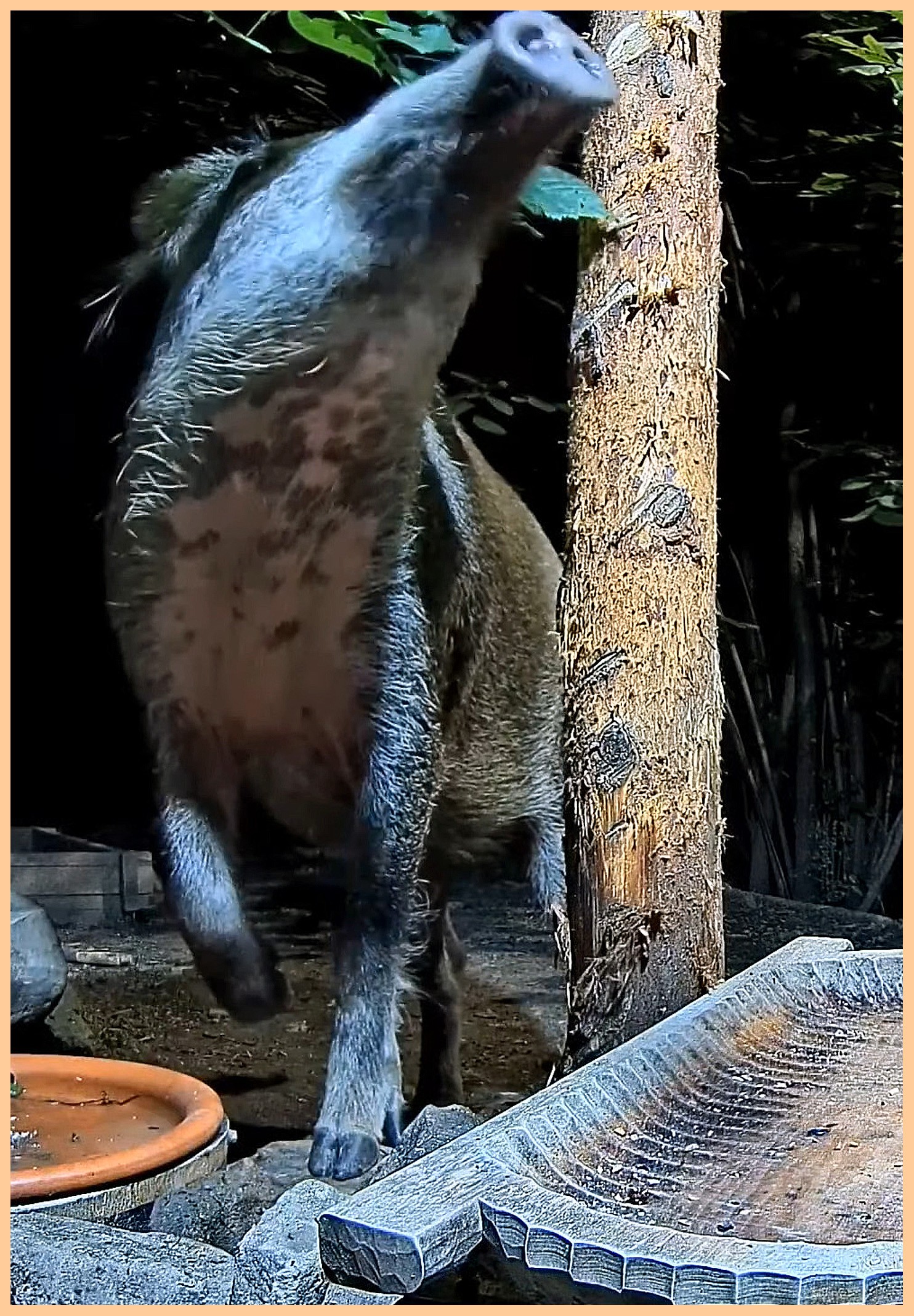 livebirdspoland_005628100dbd05f8be871932e278c4fa.jpg