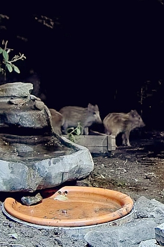 livebirdspoland_701309762a457bc5a8e013d45499859b.jpg